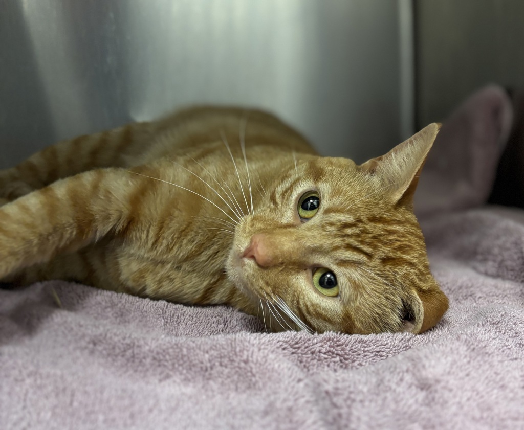 Shelter Stray Male Cat last seen Near Banner Road SE, Port Orchard, WA, 98367, 9167 Dickey Rd NW, Silverdale, WA 98383, USA