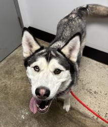 Shelter Stray Female Dog last seen Fairhaven Circle NE, Bremerton, WA, 98311, 9167 Dickey Rd NW, Silverdale, WA 98383, USA