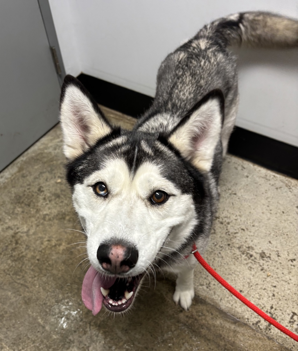 Shelter Stray Female Dog last seen Fairhaven Circle NE, Bremerton, WA, 98311, 9167 Dickey Rd NW, Silverdale, WA 98383, USA