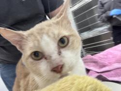 Shelter Stray Male Cat last seen Dwight Street, Port Orchard, WA, 98366, 9167 Dickey Rd NW, Silverdale, WA 98383, USA