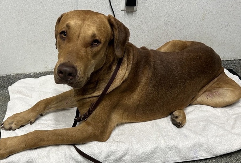 Shelter Stray Male Dog last seen Near S Santa Fe Avenue, Vista, CA, 92083, Escondido, CA 92027, USA