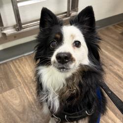 Shelter Stray Female Dog last seen Not Provided., San Diego, CA, 92110, 5500 Gaines St, San Diego, CA 92110, USA