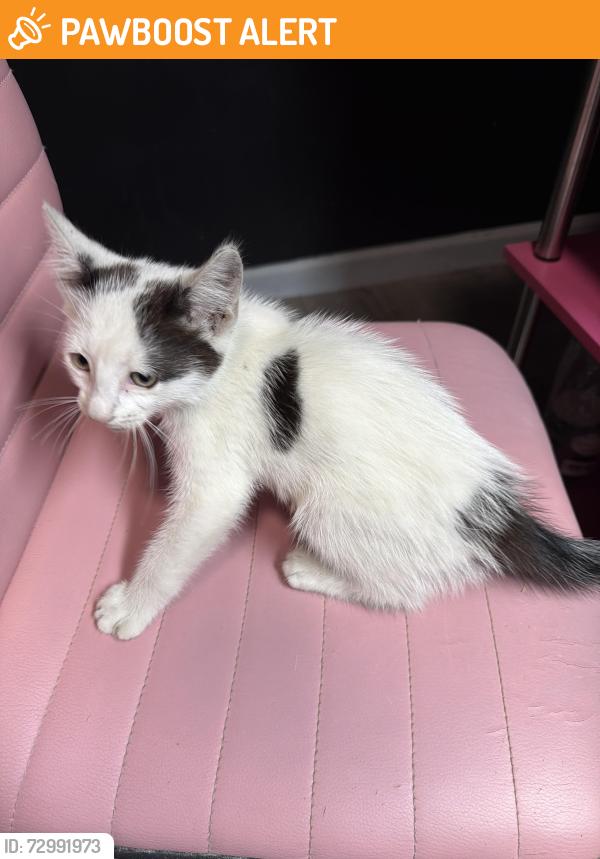 Found/Stray Female Cat last seen Brat Beauty Bar, North Charleston, SC 29418