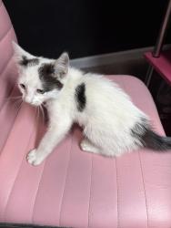 Found/Stray Female Cat last seen Brat Beauty Bar, North Charleston, SC 29418