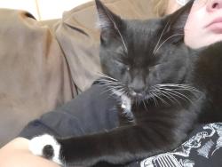 Lost Male Cat last seen San dimas, San Dimas, CA 91773