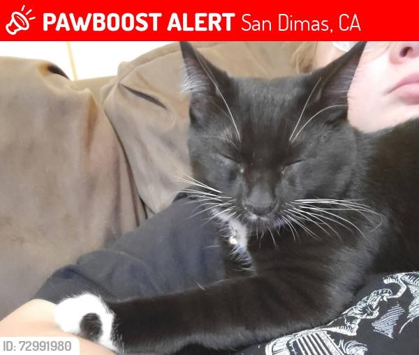 Lost Male Cat last seen San dimas, San Dimas, CA 91773