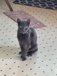Reunited Male Cat last seen Piper’s View Dr, Webster, TX 77598