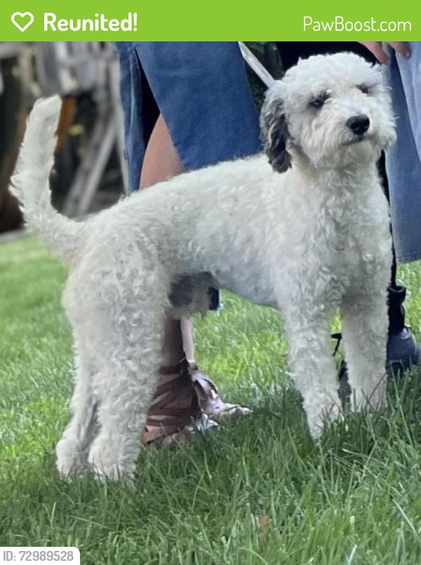 Reunited Male Dog last seen Yorkshire Dr, Airmont, NY 10901