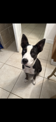 Reunited Female Dog last seen Near nw 165th court road, Dunnellon, FL 34432