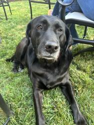 Reunited Female Dog last seen Cary Street, Grove Avenue, Richmond, VA 23226