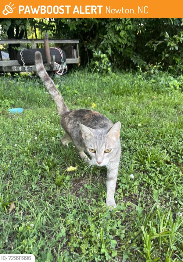 Found/Stray Female Cat last seen w 8th street newton nc , Newton, NC 28658