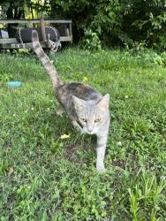 Found/Stray Female Cat last seen w 8th street newton nc , Newton, NC 28658
