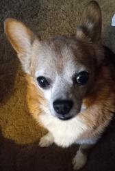 Lost Male Dog last seen Nuwaycircle  , Lenoir, NC 28645
