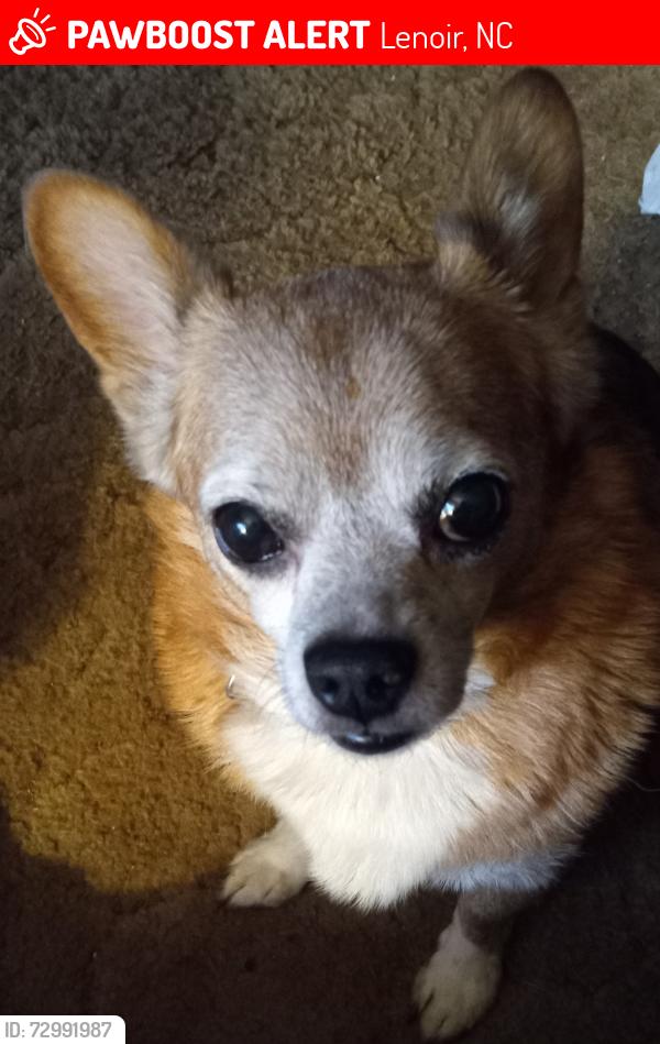 Lost Male Dog last seen Nuwaycircle  , Lenoir, NC 28645