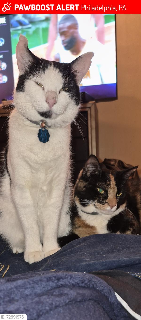 Lost Female Cat last seen Greenway or Woodland Ave , Philadelphia, PA 19143