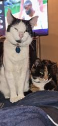 Lost Female Cat last seen Greenway or Woodland Ave , Philadelphia, PA 19143