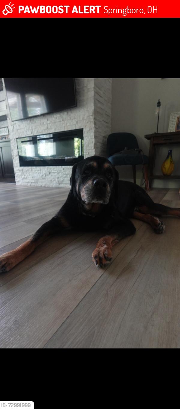 Lost Male Dog last seen Jara lane, Springboro, OH 45066