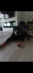 Lost Male Dog last seen Jara lane, Springboro, OH 45066