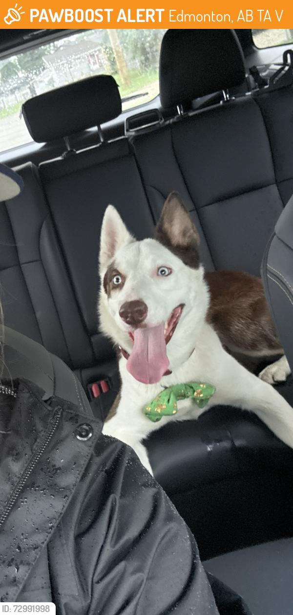 Found/Stray Male Dog last seen Fort road & 62st, Edmonton, AB T5A 0V2