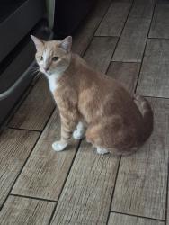 Reunited Male Cat last seen Saticoy street and Whitsett avenue, Los Angeles, CA 91605