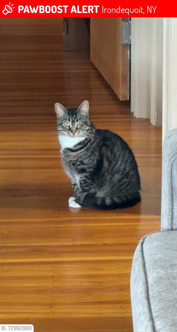 Lost Female Cat last seen Whittington rd, Irondequoit, NY 14609