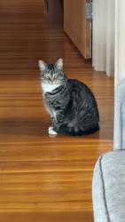 Lost Female Cat last seen Whittington rd, Irondequoit, NY 14609