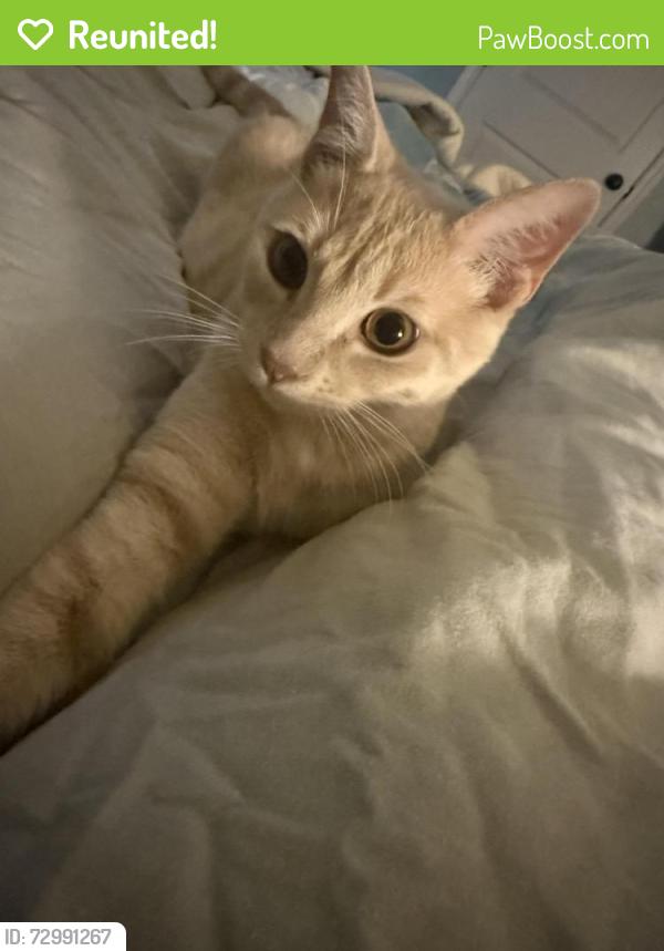 Reunited Male Cat last seen Oak Valley/Bransford, Colleyville, TX 76034