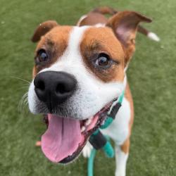 Shelter Stray Male Dog last seen , Animal Care & Control Team of Philly, 111 W Hunting Park Ave, Philadelphia, PA 19140, USA