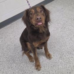 Shelter Stray Male Dog last seen , 5801 Graye Ln, Caldwell, ID 83607, USA