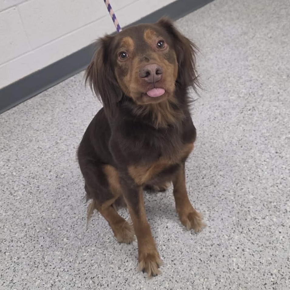 Shelter Stray Male Dog last seen , 5801 Graye Ln, Caldwell, ID 83607, USA
