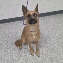 Shelter Stray Female Dog last seen , 5801 Graye Ln, Caldwell, ID 83607, USA