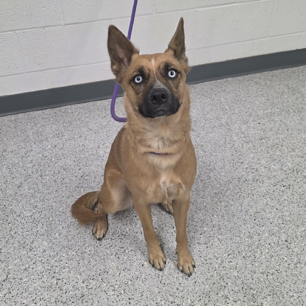 Shelter Stray Female Dog last seen , 5801 Graye Ln, Caldwell, ID 83607, USA