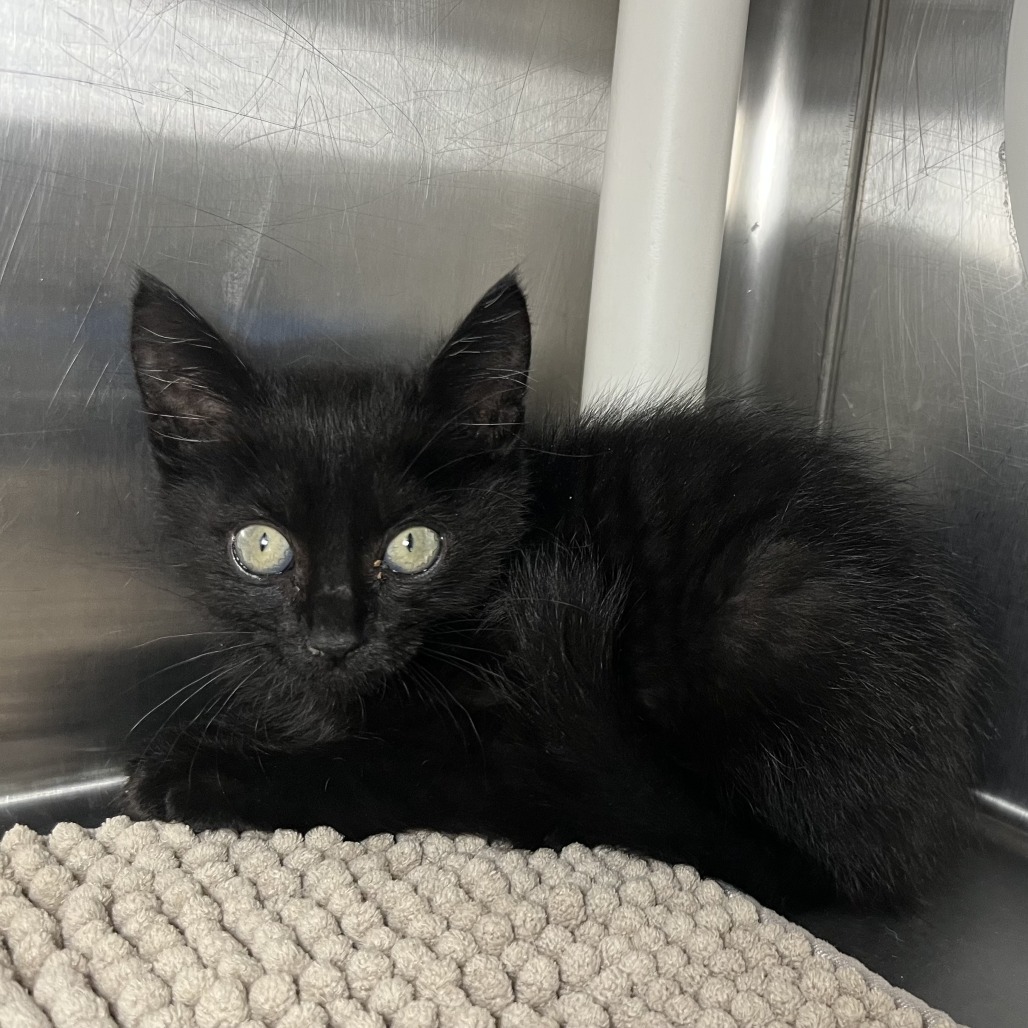 Shelter Stray Male Cat last seen , 4575 E Mesquite Ave, Palm Springs, CA 92264, USA