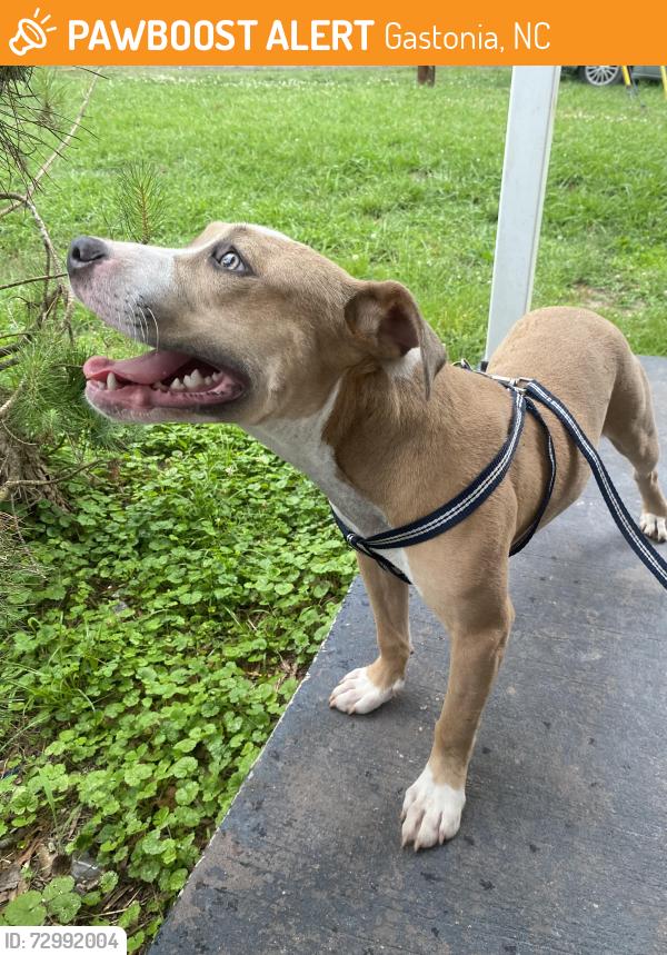 Found/Stray Female Dog last seen West Davidson ave, Gastonia, NC 28052