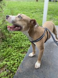 Found/Stray Female Dog last seen West Davidson ave, Gastonia, NC 28052