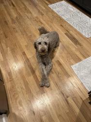 Reunited Male Dog last seen At home- on Eagle Bend Road 2 min. from Jaycee Park, Clinton, TN 37716