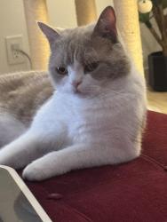 Reunited Male Cat last seen Near 35th Street Newport Beach 92773, Newport Beach, CA 92663