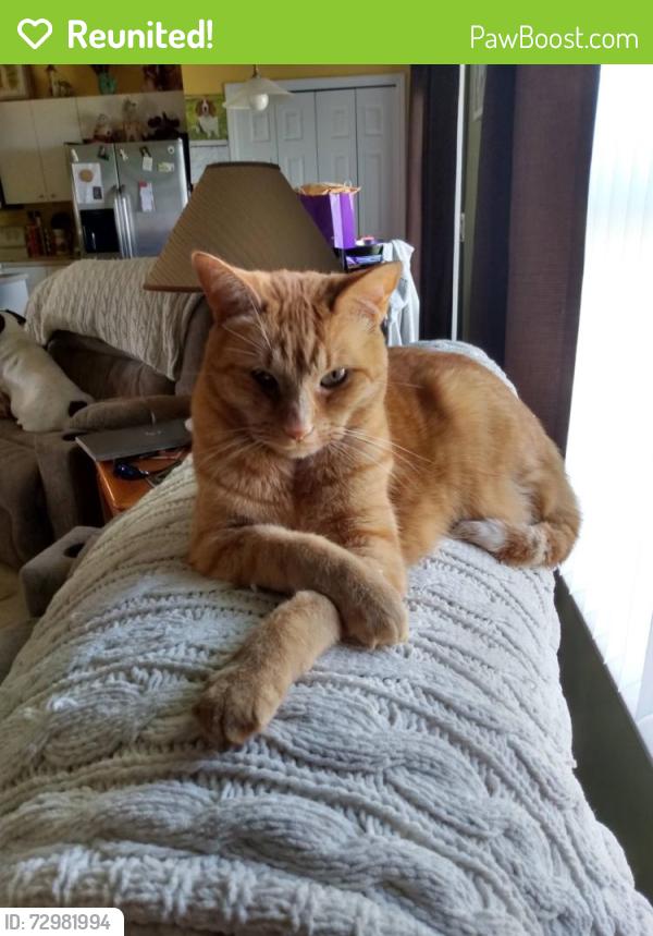 Reunited Male Cat last seen SR 200, across from Queen of Peace Church, Ocala, FL 34476