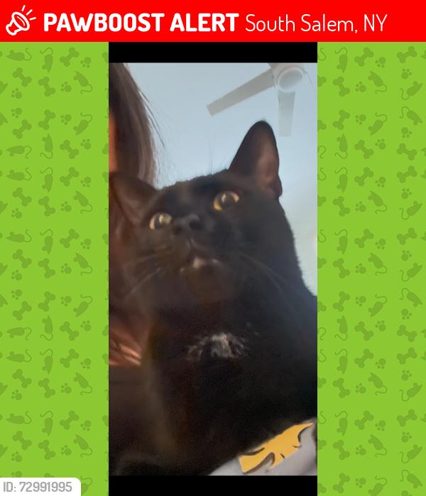 Lost Male Cat last seen Captain Lawrence Road, Bouton Road, South Salem, NY 10590