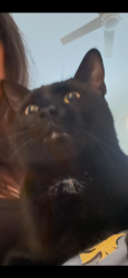 Lost Male Cat last seen Captain Lawrence Road, Bouton Road, South Salem, NY 10590