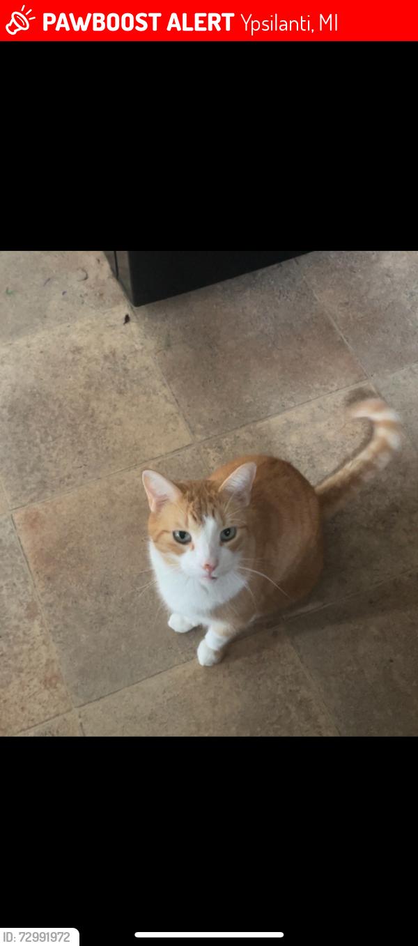 Lost Male Cat last seen Merrit and Whittaker, Ypsilanti 48197, Ypsilanti, MI 48197