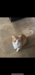 Lost Male Cat last seen Merrit and Whittaker, Ypsilanti 48197, Ypsilanti, MI 48197