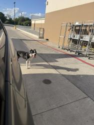 Found/Stray Male Dog last seen Marbach, San Antonio, TX 78245