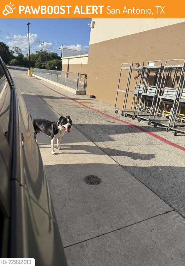 Found/Stray Male Dog last seen Marbach, San Antonio, TX 78245