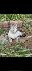 Lost Female Cat last seen Applewood dr, El Cajon, CA 92021