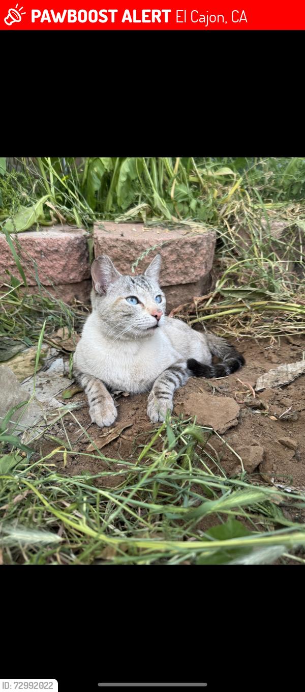 Lost Female Cat last seen Applewood dr, El Cajon, CA 92021