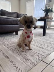 Reunited Female Dog last seen Bissonet and dairy Ashford or Bissonet and synnot , Houston, TX 77099