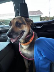 Found/Stray Female Dog last seen N 16th Court and Avenue H Fort Pierce, Fort Pierce, FL 34950