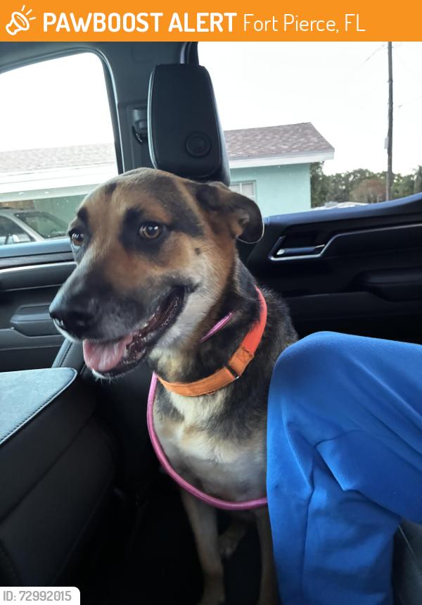 Found/Stray Female Dog last seen N 16th Court and Avenue H Fort Pierce, Fort Pierce, FL 34950