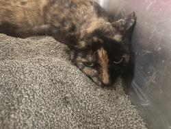 Found/Stray Female Cat last seen I forgot, Pinellas Park, FL 33780